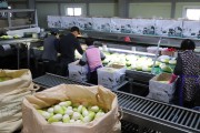 한국농수산식품유통공사, 무 수급 안정 위해 산지농협과 비축 협업