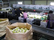 한국농수산식품유통공사, 무 수급 안정 위해 산지농협과 비축 협업